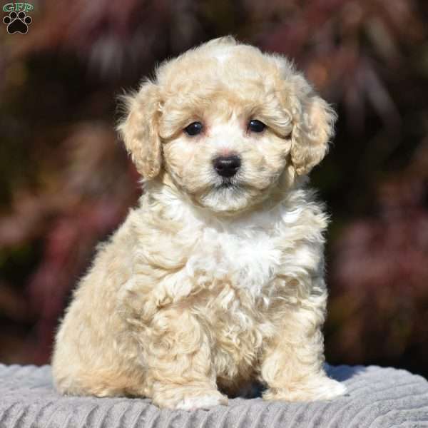 Lincoln, Bich-Poo Puppy